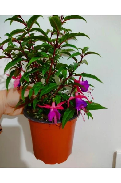 Küpeli Çicegi Fidanı (KİRMİZİ-MOR-BEYAZ-PEMBE RENK) 10-20 cm ürün görseli