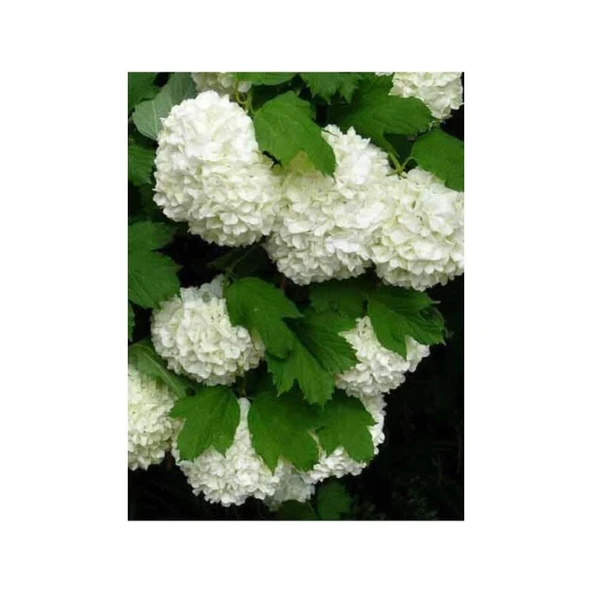 Saksılı Kartopu Çiçeği 40-60 cm - Resim 2