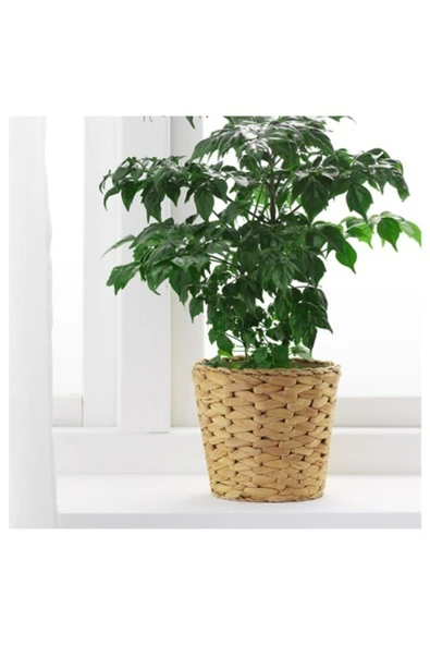 IKEA Fridfull Hasır Saksı 12cm (içi Plastik) - 3