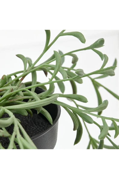 IKEA 0-10 FEJKA yapay bitki, yeşil, 9 cm, senecio radicans Saksı Yeşil - 3
