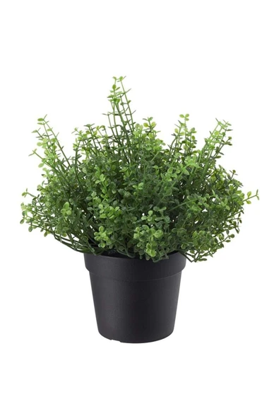 IKEA Fejka Arapsaçı Çiçeği 9 Cm 00532777