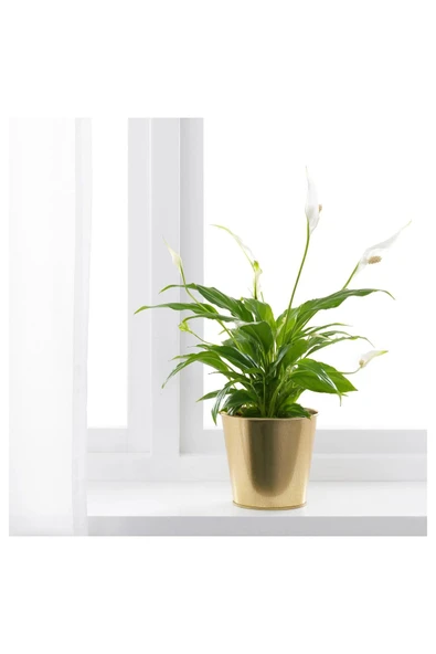 IKEA DAIDAI pirinç rengi 12 cm çelik saksı 3 adet - 4