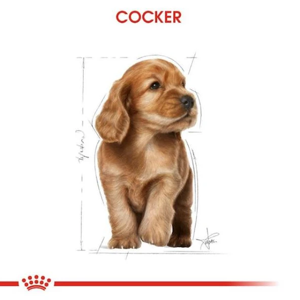Royal Canin Cocker Junior Yavru Köpek Maması 3 Kg - 3