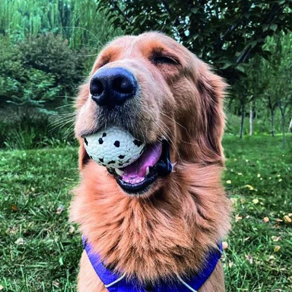 M-Pets Bloom Tahiti Serisi Parçalanmaz Oyun Topu - 3