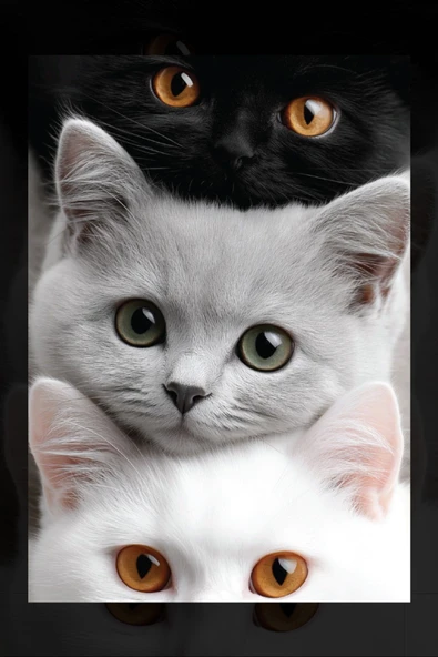 SELMIRA 3 Kedi Kanvas Tablo - 2