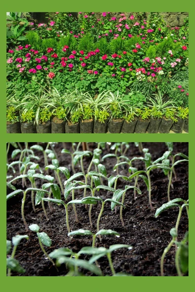 GREENCERT Organik Sebze Meyve Gübresi Hümik Asit Içerikli Toz Gübre 2kg