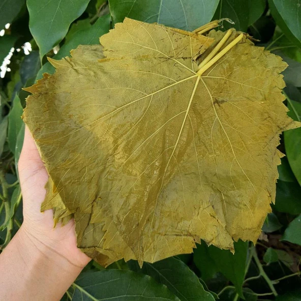 Atça/Demirhan Köyü Sultaniye Salamura Asma Yaprak Yeni Mahsul 5 kg Bidonda - 3