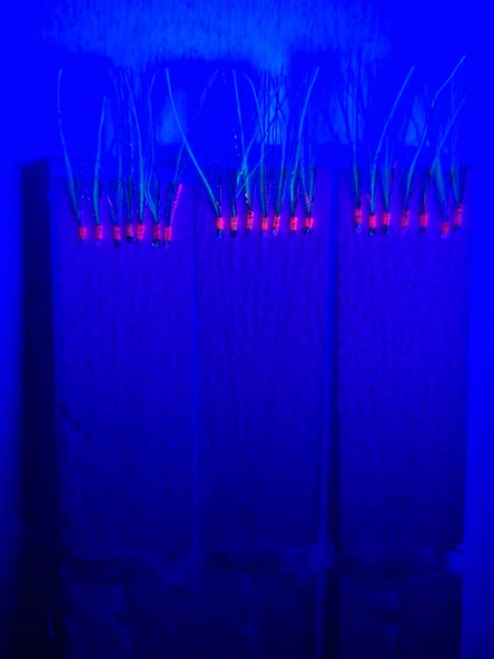 Eagenset Çapari, İstavrit Çaparisi, Ultraviyole Uv Neon Seçenekli 11 No Beyaz 7 İğneli, 3lü Paket - 3