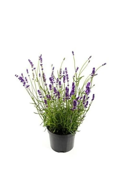 lavanta Çiçeği Fidanı 10-20 cm ürün görseli