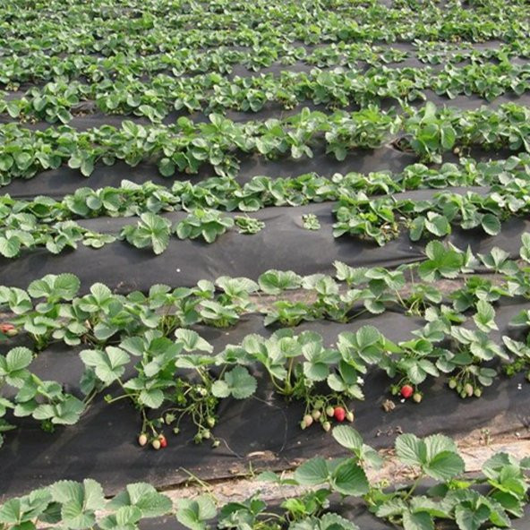 40cmX600M SİYAH TEKSTİL MULCH SİYAH AGRİL 28 GR TARIMSAL OT ÖRTÜSÜ ISI DON PERDESİ KARPUZ ÇİLEK ÖRTÜSÜ, SERA TOPRAK ÖRTÜSÜ - Resim 3