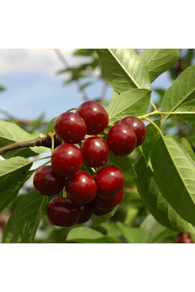 TAŞKAR PEYZAJ Macar Vişne Fidanı Aşılı ( 2 Yaş \ Açık Köklü \ 80-100 Cm ) ürün görseli
