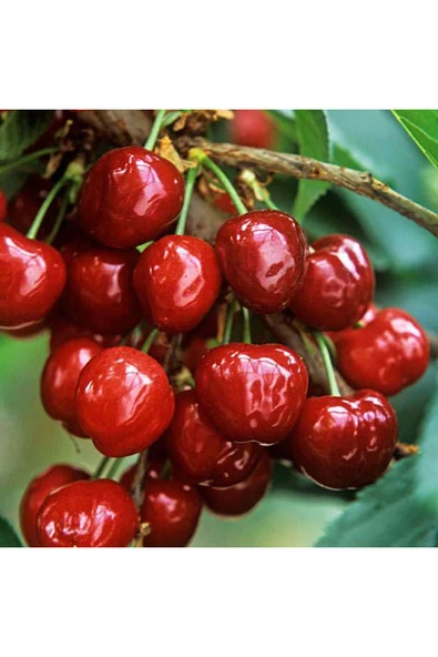 TAŞKAR PEYZAJ Noble Kiraz Fidanı Aşılı ( Tüplü\ 80-100 Cm ) ürün görseli