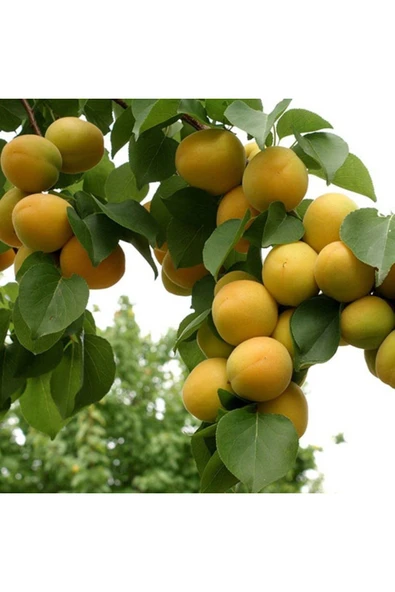 TAŞKAR PEYZAJ Vitillo Kayısı Fidanı Aşılı ( 2 Yaş \ Açık Köklü\ 80-100 Cm ) ürün görseli