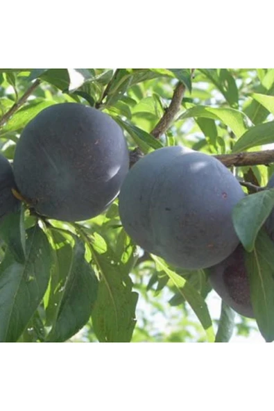 TAŞKAR PEYZAJ Black Daimond Erik Fidanı Aşılı ( 2 Yaş \ Açık Köklü\ 80-100 Cm ) ürün görseli