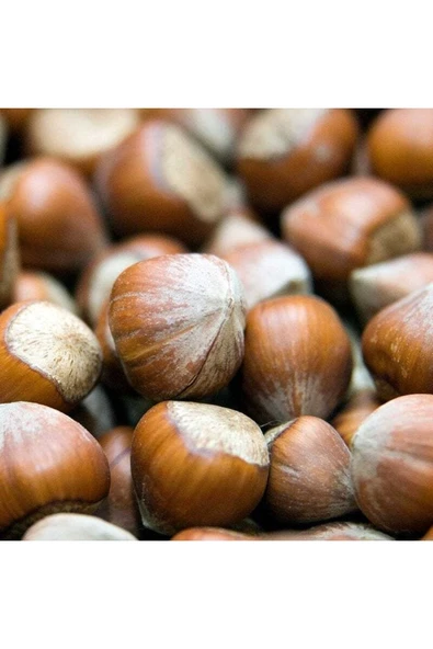 TAŞKAR PEYZAJ Giresun Fındık Fidanı ( Tüplü \ 30-50 Cm ) ürün görseli