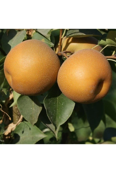 TAŞKAR PEYZAJ Naşi - Japon Armut Fidanı Aşılı ( Tüplü \ 80-100 Cm ) ürün görseli 1