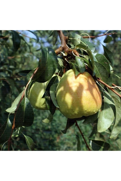 TAŞKAR PEYZAJ Margarit Armut Fidanı Aşılı ( 2 Yaş \açık Köklü \ 80-100 Cm ) ürün görseli