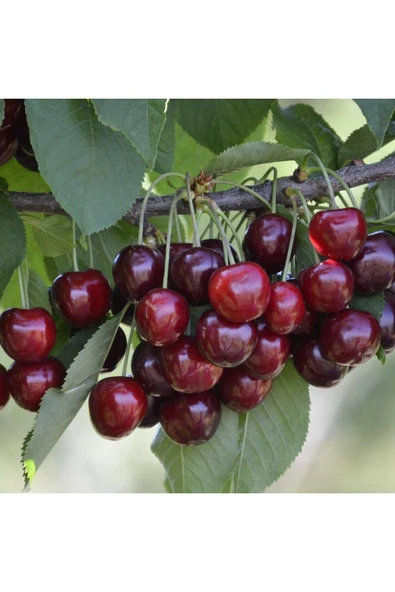 TAŞKAR PEYZAJ Lambert Kiraz Fidanı Aşılı ( 2 Yaş Açık Köklü \ 80-100 Cm ) ürün görseli