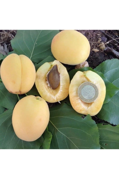 TAŞKAR PEYZAJ Iğdır (ŞALAK) Kayısı Fidanı Aşılı ( 2 Yaş \ Tüplü \ 80-100 Cm ) ürün görseli