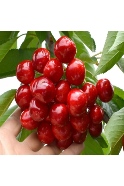 TAŞKAR PEYZAJ Sweet Heart Kiraz Fidanı Aşılı ( Tüplü \ 80-100 Cm ) ürün görseli