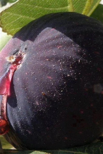 TAŞKAR PEYZAJ Bursa Siyah Incir ( Yediveren ) Fidanı \ 30-50 Cm ) ürün görseli