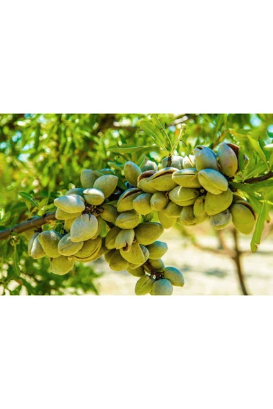 TAŞKAR PEYZAJ Supernova Badem Fidanı Aşılı ( Tüplü \ 80-100 Cm ) ürün görseli