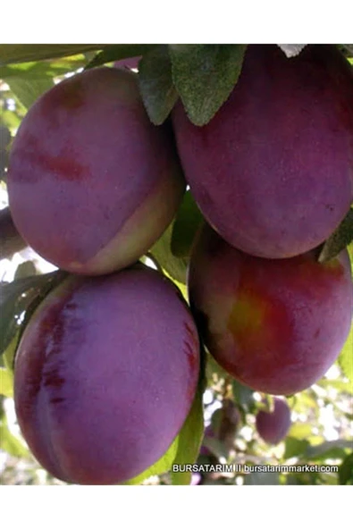 TAŞKAR PEYZAJ President Erik Fidanı Aşılı ( 2 Yaş \ Açık Köklü \ 80-100 Cm ) ürün görseli