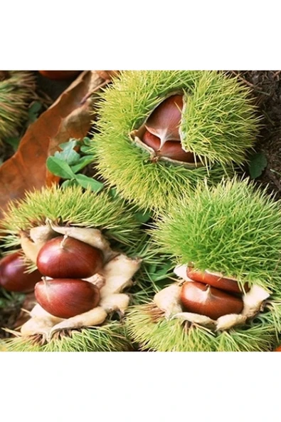 TAŞKAR PEYZAJ Kemer Kestane Fidanı Aşılı  2 Yaş \ Açık Köklü \ 70-100 Cm ürün görseli