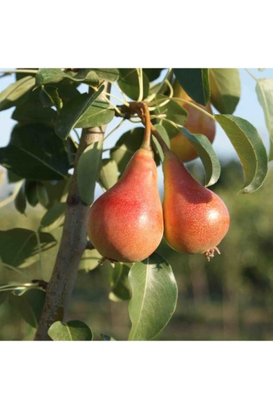 TAŞKAR PEYZAJ Haziran Güzeli Armut Fidanı Aşılı (  Tüplü \ 80-100 Cm ) ürün görseli
