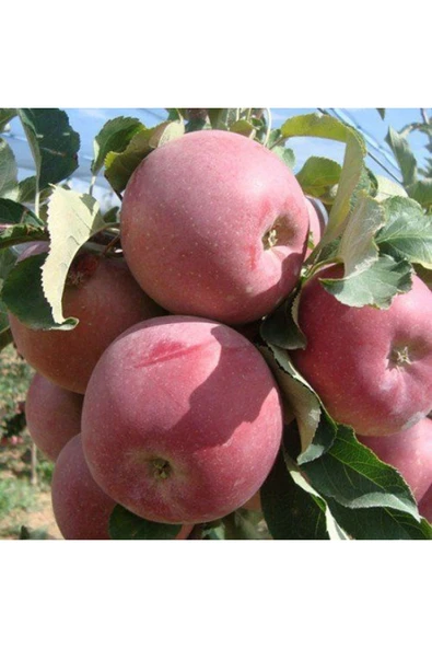 TAŞKAR PEYZAJ Bodur Fuji Elma Fidanı Aşılı ( Açık Köklü \ 30-40 Cm ) ürün görseli