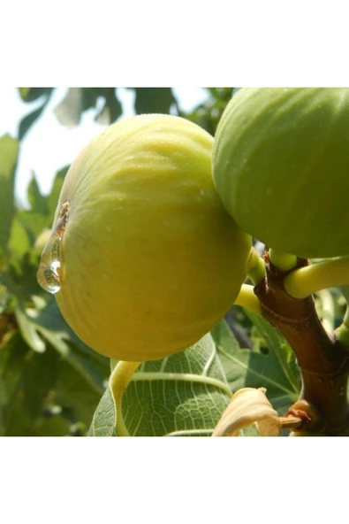 TAŞKAR PEYZAJ Sarı Lob Incir Fidanı \ 30-50 Cm ) ürün görseli