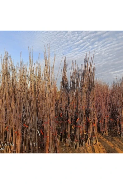 TAŞKAR PEYZAJ Deveci Kışlık Armut Fidanı Aşılı 2 Yaş Açık Köklü 80-100 cm - Resim 2