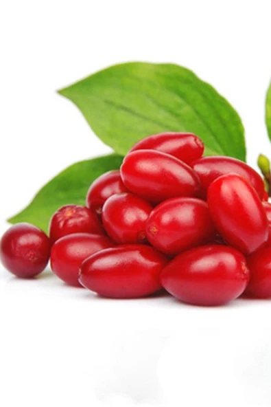 TAŞKAR PEYZAJ Kızılcık Fidanı ( Tüplü ) 40-60 CM - Resim 2