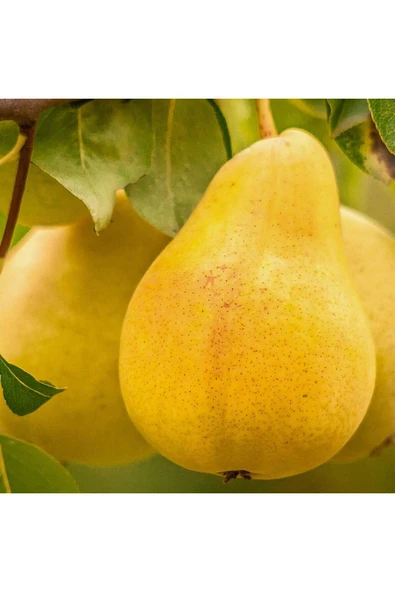 TAŞKAR PEYZAJ Williams Armut Fidanı Aşılı ( 2 Yaş \ Açık Köklü \ 80-100 Cm ) ürün görseli