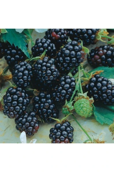 TAŞKAR PEYZAJ Jumbo Böğürtlen Fidanı ( Dikensiz ) Tüplü \ 30-60 Cm ürün görseli