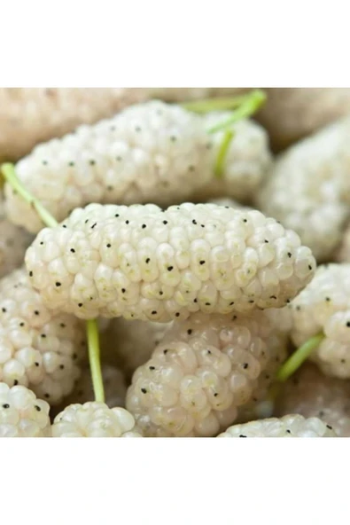 TAŞKAR PEYZAJ Beyaz Dut Fidanı Aşılı ( 2 Yaş \ Açık Köklü ) 70-100 Cm ) ürün görseli