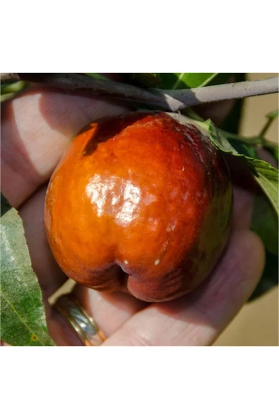 TAŞKAR PEYZAJ Hünnap Fidanı ( Iri Meyveli ) 30-60 Cm ürün görseli