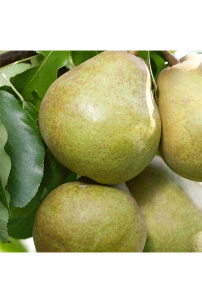 TAŞKAR PEYZAJ Ankara Armut Fidanı Aşılı ( 2 Yaş \ Açık Köklü \ 80-100 Cm ) ürün görseli