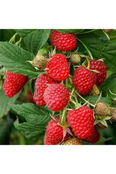 TAŞKAR PEYZAJ Ahududu (franbuaz) Fidanı ( AÇIK KÖKLÜ ) 40-70 Cm ürün görseli