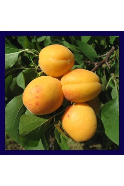 TAŞKAR PEYZAJ Ninfa Kayısı Fidanı Aşılı ( 2 Yaş \ Tüplü \ 80-100 Cm ) ürün görseli