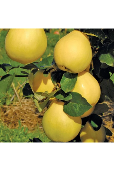 TAŞKAR PEYZAJ Ekmek -tatlı- Ayva Fidanı Aşılı ( 2 Yaş \ Açık Köklü \ 80-100 Cm ) ürün görseli