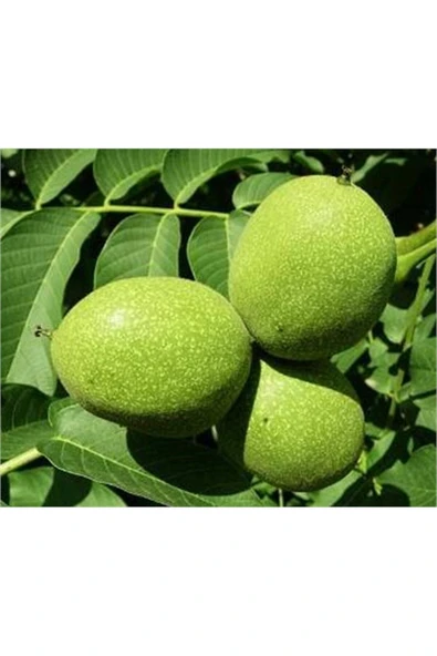 TAŞKAR PEYZAJ Fernor Ceviz Fidanı Aşılı ( Açık Köklü 80-100 Cm ) ürün görseli