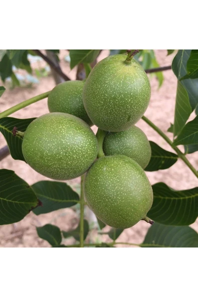 TAŞKAR PEYZAJ Kaman Ceviz Fidanı Aşılı ( Açık Köklü \ 60-80 Cm ) ürün görseli