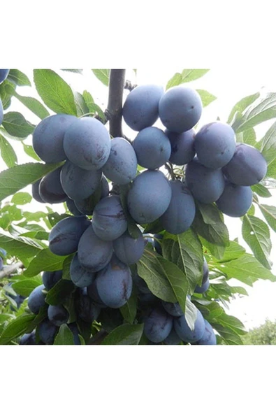 TAŞKAR PEYZAJ Birton-Mürdüm Erik Fidanı Aşılı ( 2 Yaş \ Tüplü \ 60-80 Cm ) ürün görseli