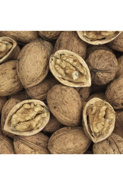 TAŞKAR PEYZAJ Ronde Ceviz Fidanı Aşılı ( Tüplü \ 40-60 Cm ) ürün görseli