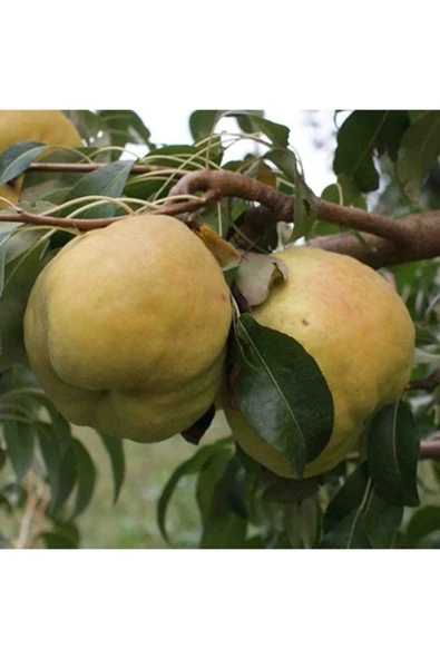 TAŞKAR PEYZAJ Deveci Kışlık Armut Fidanı Aşılı 2 Yaş Açık Köklü 80-100 cm ürün görseli