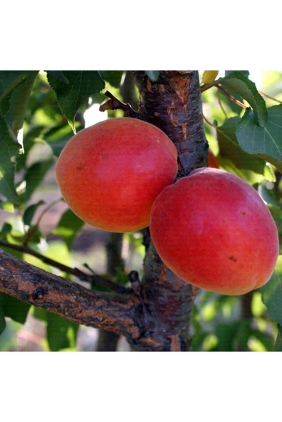 TAŞKAR PEYZAJ Alyanak Kayısı Fidanı Aşılı ( 2 Yaş \ Açık Köklü\ 80-100 Cm ) ürün görseli