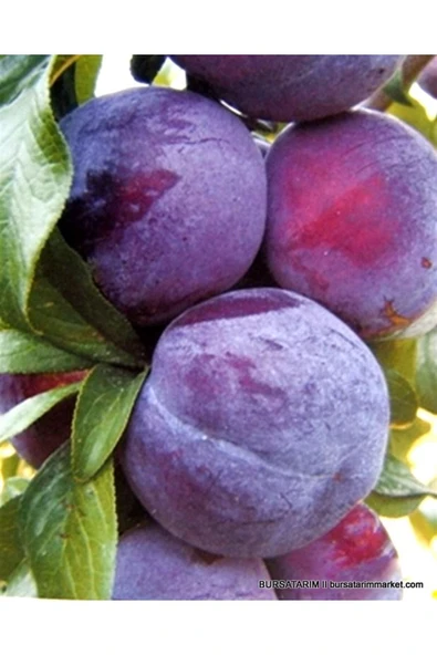 TAŞKAR PEYZAJ Friar Erik Fidanı Aşılı ( 2 Yaş \ Açık Köklü \ 80-100 Cm ) ürün görseli