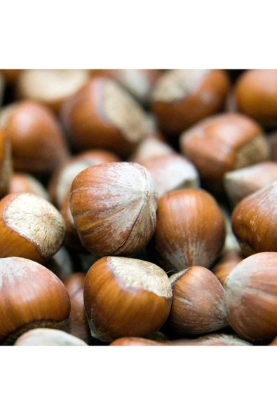 TAŞKAR PEYZAJ Giresun Fındık Fidanı ( Tüplü \ 30-50 Cm ) ürün görseli