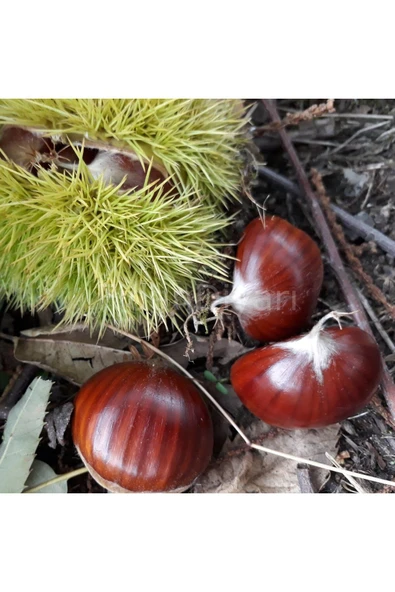 TAŞKAR PEYZAJ Bursa Kestane Fidanı Aşılı (  Tüplü \ 70-100 Cm ) ürün görseli